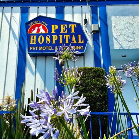Signal hill pet hospital - Signal Hill Pet Hospital Animal/Pet Care. 3449 E Pacific Coast Hwy, Signal Hill, CA 90755 ¡Se Habla Español! (562) 597-5533 (562) 597-5533. signalhillpethospital.com. Specialties: Veterinary General Practitioner Doctors: Mirette Attalla, Dr. Ray Boctor, DVM ...